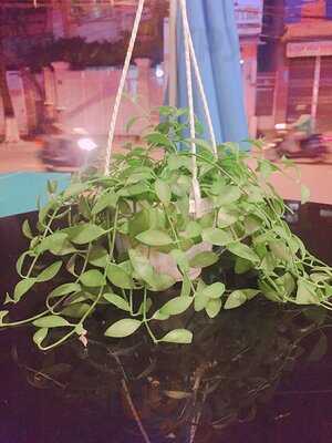 Namas Seafood Restaurant And Bar