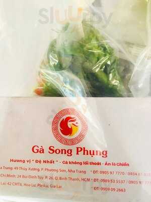 Gà Song Phụng - Gà Không Lối Thoát