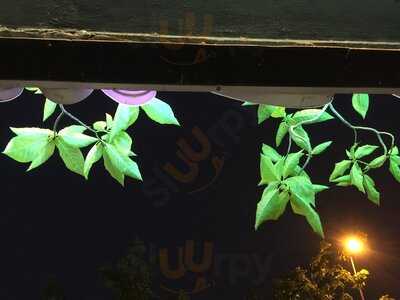 Trái Cây Nhanh Coco Summer