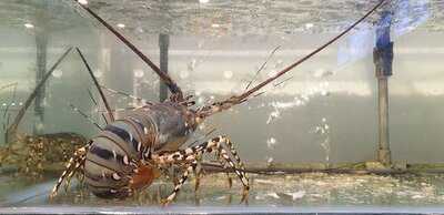 Nhà Hàng Hải Sản Sabaku