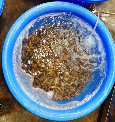 Hải Sản Tươi Sống Bé Nhỏ