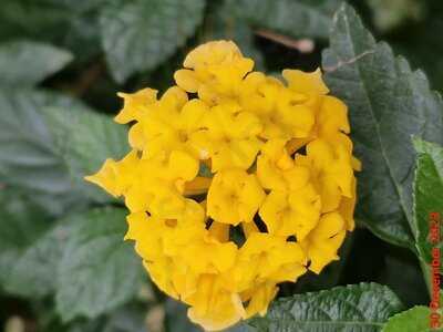 John Anthony Cantonese Grill & Dimsum