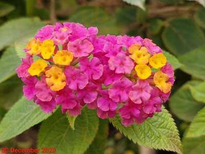 John Anthony Cantonese Grill & Dimsum