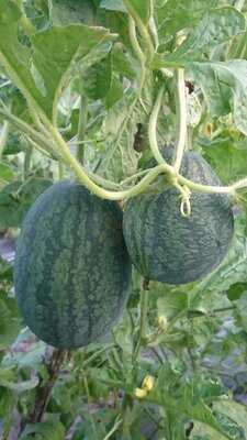 Làng Rau Sạch Củ Chi