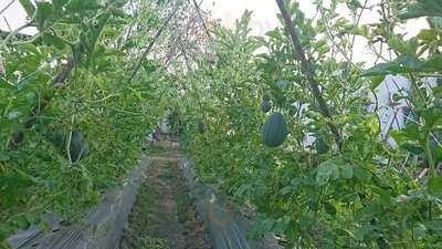 Làng Rau Sạch Củ Chi