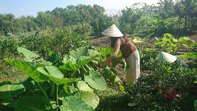 Làng Rau Sạch Củ Chi