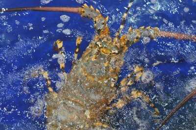 Mh (my Hanh) Restaurant