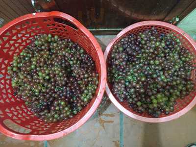 Cô Minh - Bánh Xèo