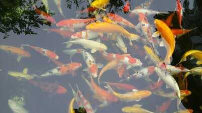 Danang Corner Restaurant