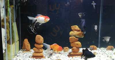 Quán Ngon - Bò Né - Beefsteak