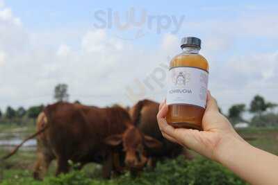 Trà Lên Men Lady Buddha Kombucha