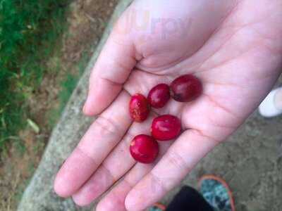 Quán Cà Phê Tractor