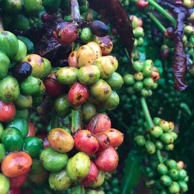 Quán Cà Phê Tractor