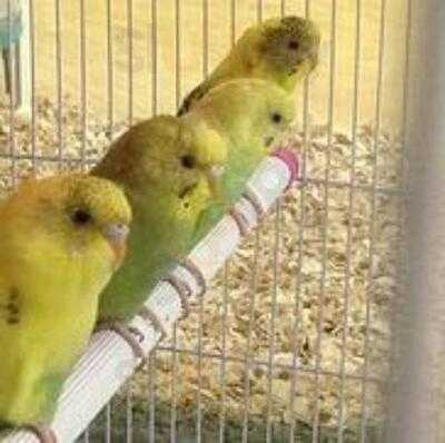 Berry Very Kids & Fun