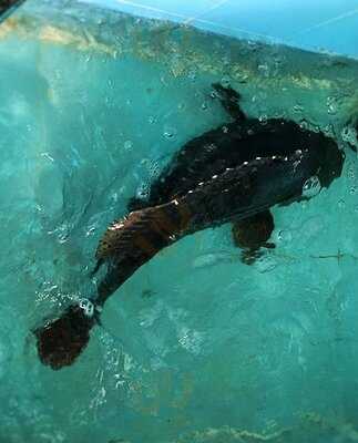 Nhà Hàng Kim Mã 2