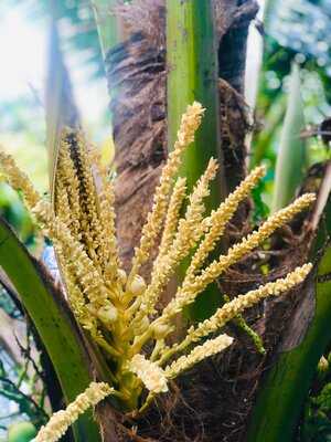 Spice Garden In Cu Chi