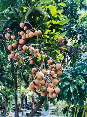 Spice Garden In Cu Chi