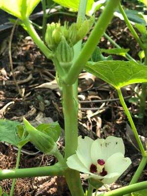 Spice Garden In Cu Chi