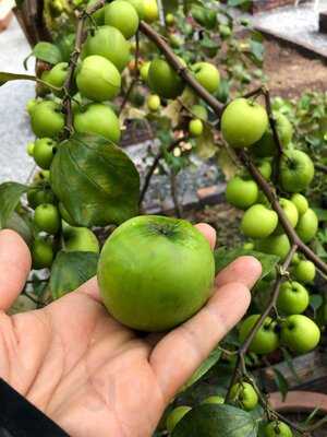 Spice Garden In Cu Chi