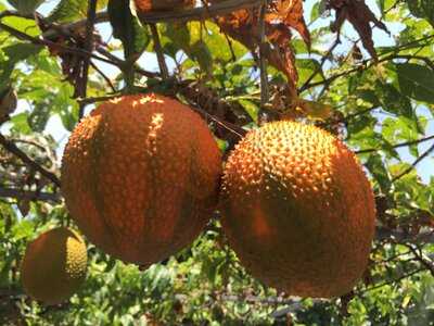 Spice Garden In Cu Chi