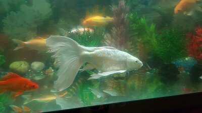 Nhà Hàng Ngọc Lan