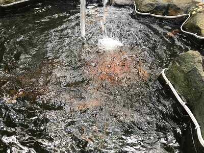 Cafe Sân Vườn Cá Koi Cà Phê Chòi Võng Coffee Home Garden C K