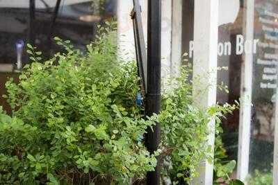 Quán Bar-cà Phê Jungle