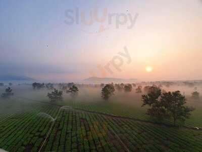 Cao Son Oolong Tea & Coffee