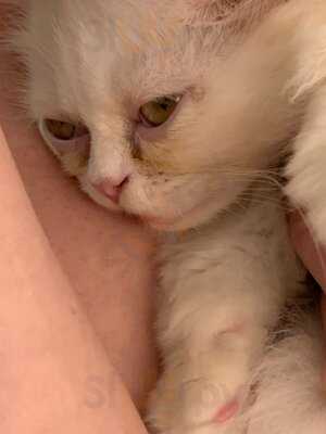 Catfé, Cat Café Saigon