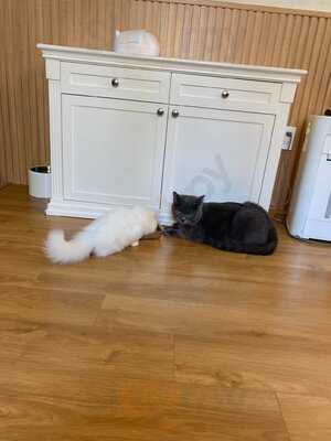 Catfé, Cat Café Saigon