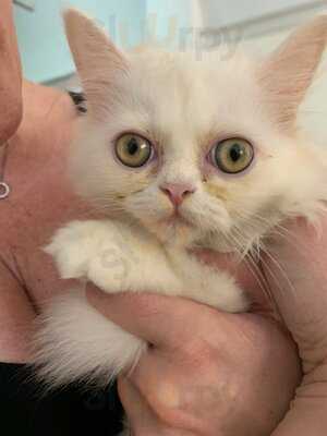 Catfé, Cat Café Saigon