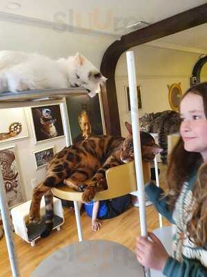 Catfé, Cat Café Saigon