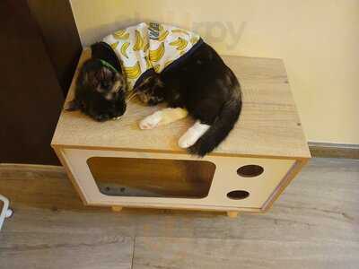 Catfé, Cat Café Saigon