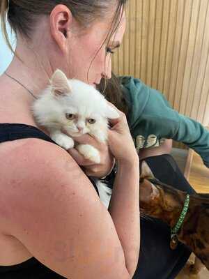 Catfé, Cat Café Saigon