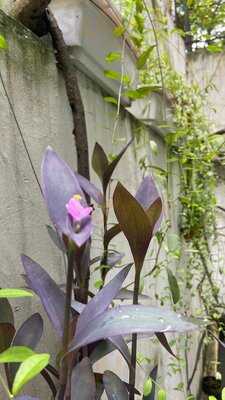 Câu Lạc Bộ Hai Ba