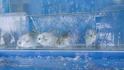 Nhà Hàng Ó Sao Phan Thiết