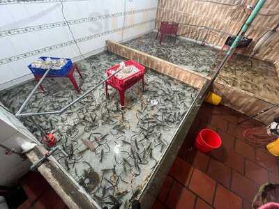 Cau Ca Cau Tom Ky Anh Quan