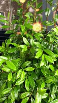 The Whippet Coffee Linden