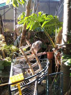 Schafflers Under The Trees Garden Cafe