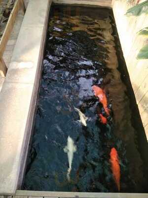 Schafflers Under The Trees Garden Cafe