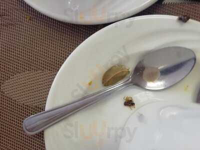 Great Indian Curries