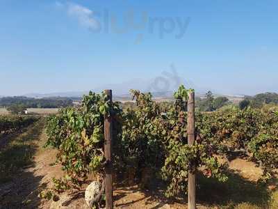 The Red Leaf Bistro At Beyerskloof