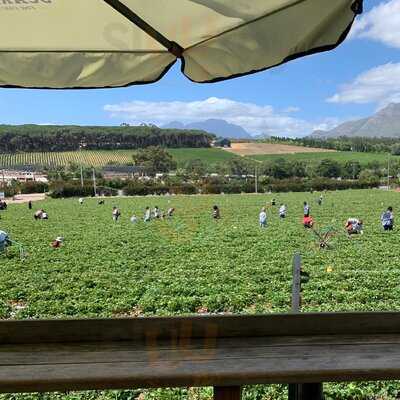 The Thirsty Scarecrow