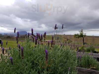 Sir Thomas Brewing Co