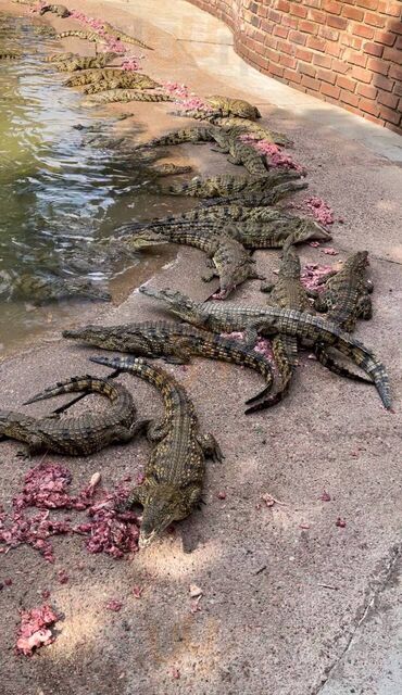Lalele Crocodile Farm