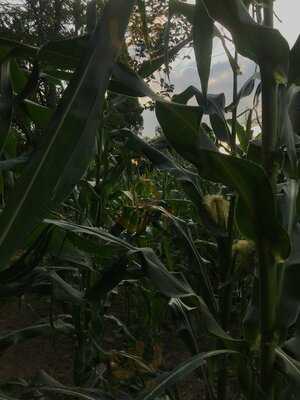 Antonio's Nice Food Place