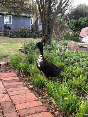 Three Chameleons Restaurant